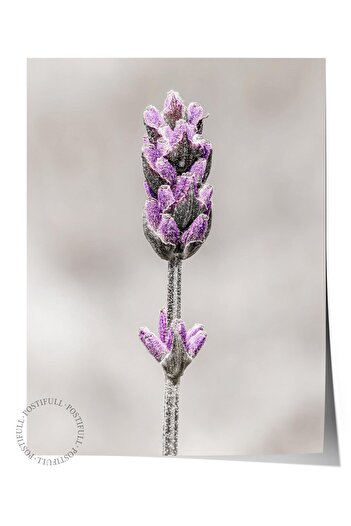 Postifull Rustic Unframed Poster, Nordic Purple Painting, No:331 Lavender Photo, Vertical