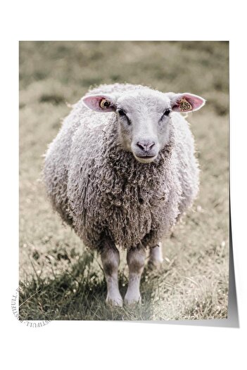 Postifull Rustic Unframed Poster, Scandinavian White Painting, No:357 Sheep Photo, Vertical