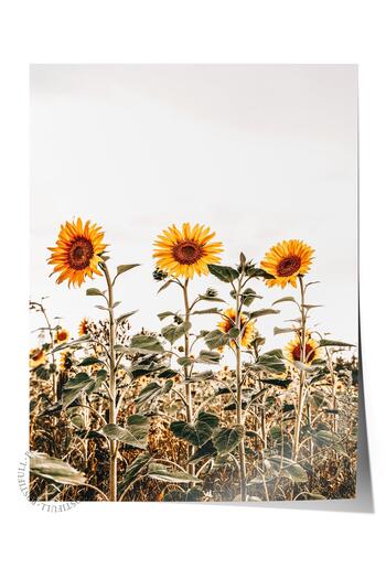 Postifull Rustic Unframed Poster, Scandinavian Yellow Painting, No:429 Sunflower Photo