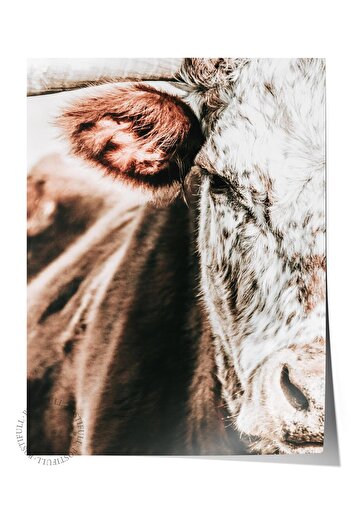 Postifull Rustic Frameless Poster, Scandinavian Brown Table, NO:214 Cow Close-up Photo, Vertical