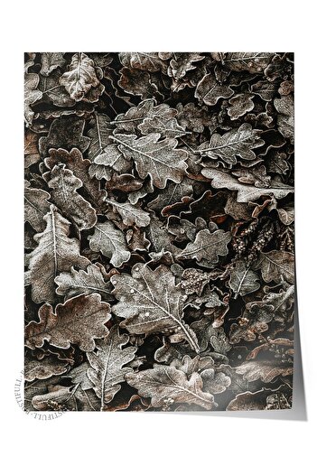 Postifull Rustic Unframed Poster, Scandinavian Brown Painting, No:469 Leaves Photo
