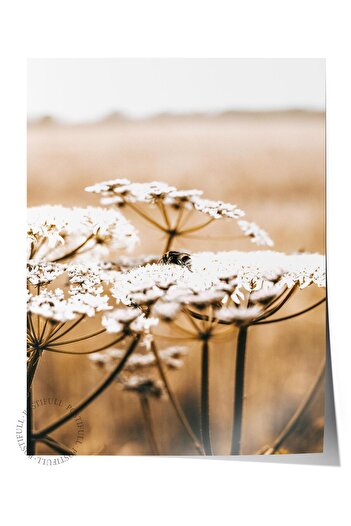 Postifull Rustic Unframed Poster, Scandinavian White Painting, No:450 Daisy Photo