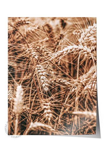 Postifull Rustic Unframed Poster, Nordic Brown Painting No:152 Dried Plants Close-Up Plan Photo
