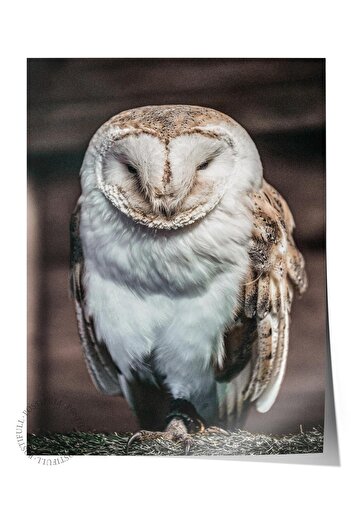 Postifull Rustic Unframed Poster, Scandinavian Brown Painting, No:358 Owl Photo, Vertical