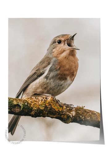 Postifull Rustic Unframed Poster, Scandinavian Brown Painting, No:432 Bird Photo