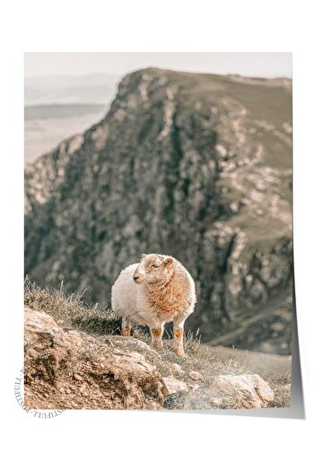 Postifull Rustic Frameless Poster, Scandinavian White Table, NO:395 Sheep Photo, Horizontal