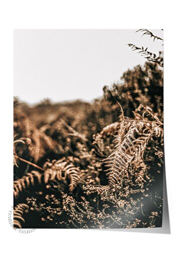 Postifull Rustic Frameless Poster, Scandinavian Brown Table, No:466 Fern Photo