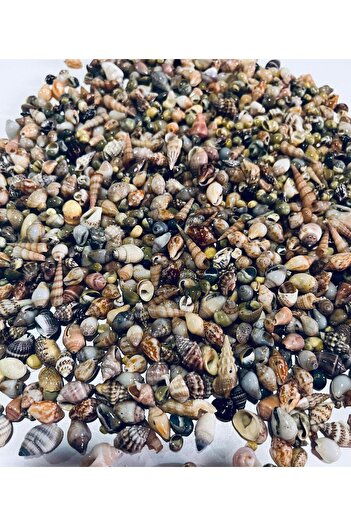 Artdeco 300 Adet Natural Minik Deniz Kabukları - Epoksi Nassa Shell - Deliksiz - ( Boyut ; 0,40 - 1,6 Cm )
