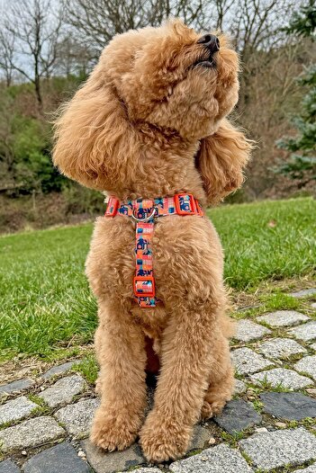 JesPawty JesOrange Classic Step-in Chest Collar