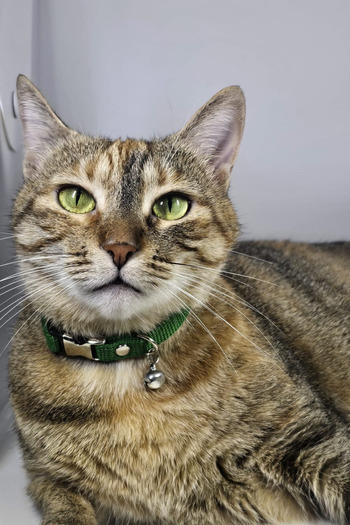 Pompiti Adjustable - Green Cat Collar with Sound Bell (12 Different Color Options) Neck Collar