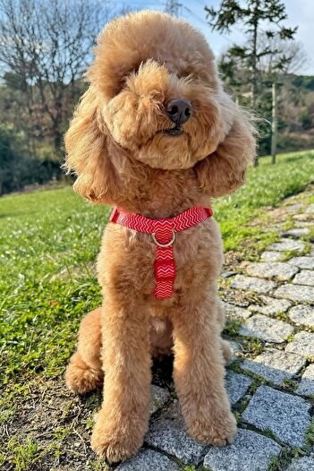 JesPawty JesRed Classic Step-in Chest Collar