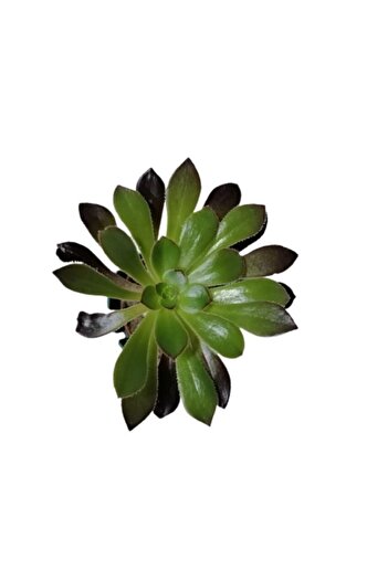 Bitkim Sende Kampanyalı Aeonium Arboreum Var. Atropurpureum Sukulent Bitki