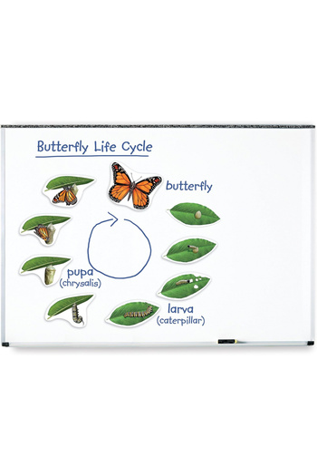 Learning Resources Giant Magnetic Butterfly Life Cycle-LER6043