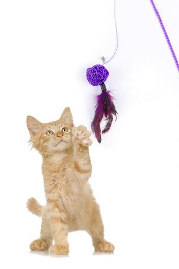 GOBYPET Furry Cat Fishing Rod, Purple Bulk Cat Play Fishing Rod