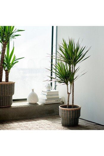 erorex Potted plant, Dragon tree/2-stem, 19 cm