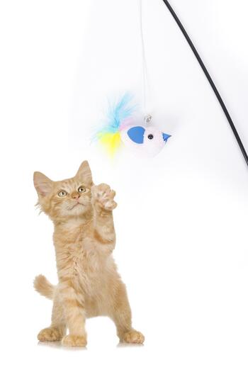 GOBYPET Furry Cat Fishing Rod, Plush Pink Bird Cat Play Fishing Rod