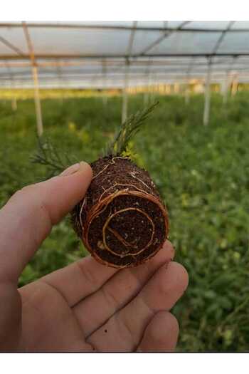 LENA Iba (indole Butyrik Asit) Çelik Köklendirme Hormonu 5 Gr (toprak Düzenleyici) 4 ADET