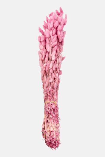 Muy Mucho Lagurus Ovatus Dried Pampas, Assorted