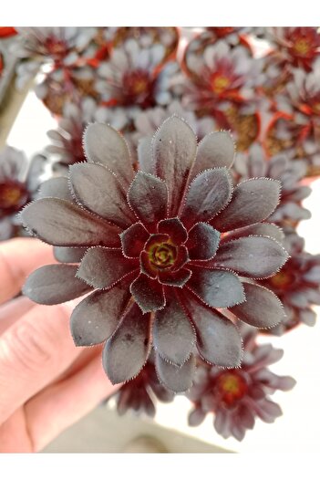 Genel Markalar Aeonium Arboreum Atropurpureum ( 5,5 Cm )