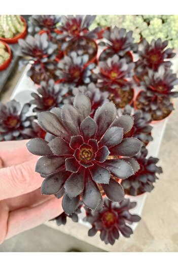 Genel Markalar Aeonium Arboreum Atropurpureum ( 5,5 Cm )