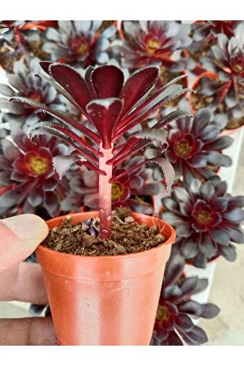 Genel Markalar Aeonium Arboreum Atropurpureum ( 5,5 Cm )