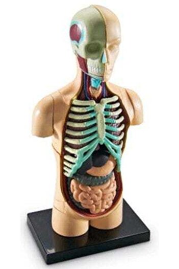 Learning Resources Model lidské anatomie