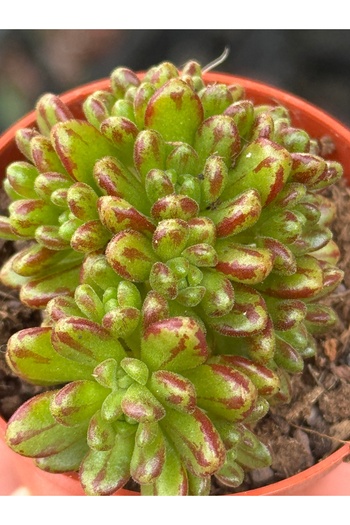 SukuLand Aeonium Sedifolium (cüce aeonium) koleksiyonluk özel tür sukulent