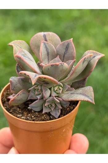 SukuLand Aeonium Mary Anne Kunkel koleksiyonluk özel tür sukulent 5,5cm saksıda