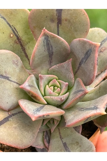 SukuLand Aeonium Mary Anne Kunkel koleksiyonluk özel tür sukulent 5,5cm saksıda