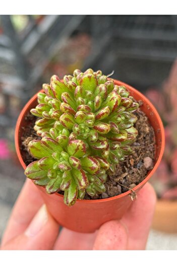 SukuLand Aeonium Sedifolium (cüce aeonium) koleksiyonluk özel tür sukulent