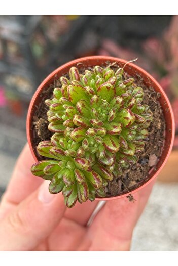 SukuLand Aeonium Sedifolium (cüce aeonium) koleksiyonluk özel tür sukulent