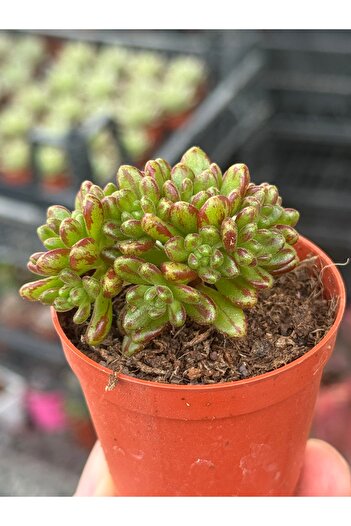 SukuLand Aeonium Sedifolium (cüce aeonium) koleksiyonluk özel tür sukulent