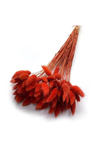 asrınbey Natural Dried Cotton Grass, Rabbit Tail Bridal Bouquet Arrangement Flower Lagurus