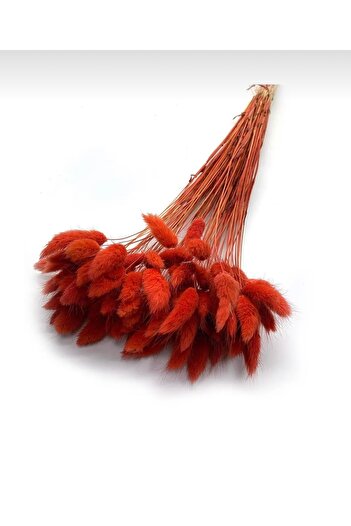 ASRINBEY HOME Natural Dried 1.Quality Cotton Grass,Bridal Bouquet Arrangement Flower Lagurus