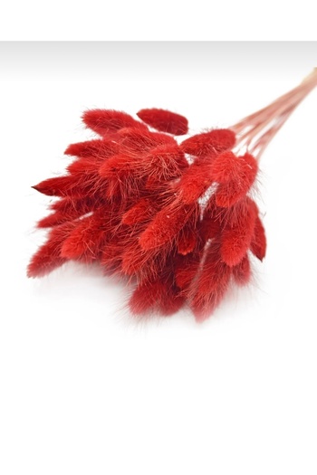 ASRINBEY HOME Natural Dried 1.Quality Cotton Grass,Bridal Bouquet Arrangement Flower Lagurus