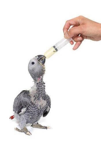 Fly Cerelac Nutritional Supplement for Small Chicks by Fly 500g