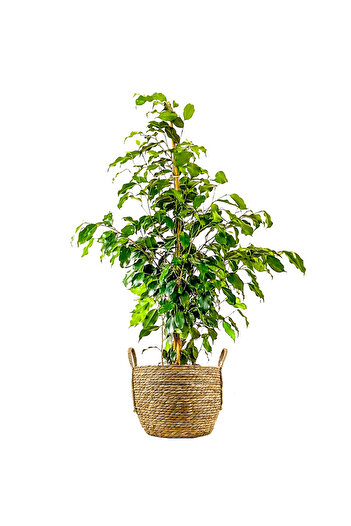 Fidanburada Benjamin (FİCUS BENJAMİNA DANİELLE) Boho Hasır Saksılı