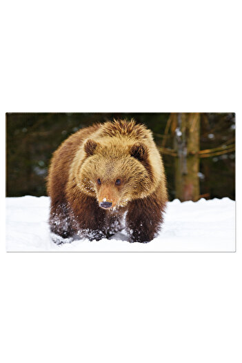StoryGift Romania Canvas Painting 40 x 25CM - Discoveries in the forest: brown bear cubs exploring the world, the first STG sal
