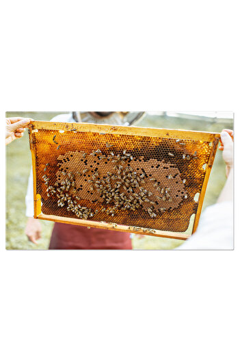StoryGift Romania Canvas Print Beekeeper Tasting Honey Outdoors, Honey, Beehive, Beekeeper, Natural, Delicious