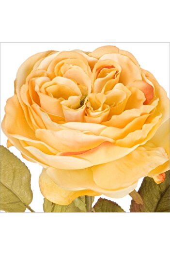 Bizzotto Artificial cream English rose 30 h