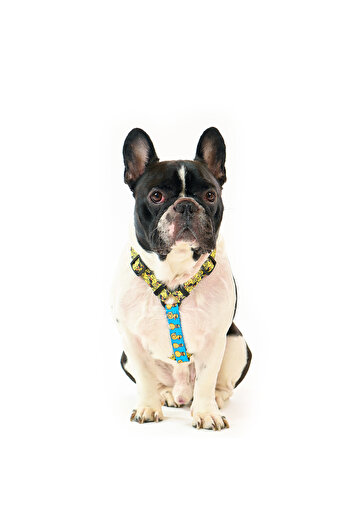 Famous Frenchie Dog harness, adjustable, Famous Frenchie, Yellow Duck Mafia, universal size