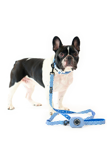 Famous Frenchie 3-piece set, collar, leash, dog bag accessory, Prince of the Sea