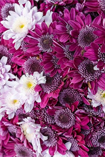 media Self-adhesive and washable wall mural Flori157 Purple and white chrysanthemums, 135 x 225 cm