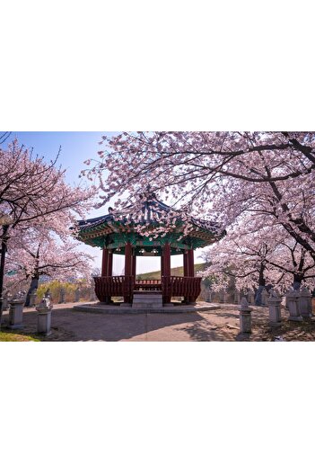 media Self-adhesive wallpaper Flori170 Gazebo with cherry blossoms, 270 x 200 cm