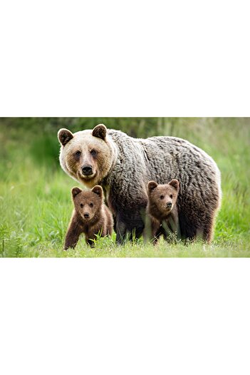 media Self-adhesive and washable wall mural Animal55 Bear with cub, 270 x 200 cm