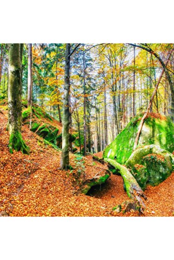 media Photo wallpaper Forest30, 250 x 200 cm