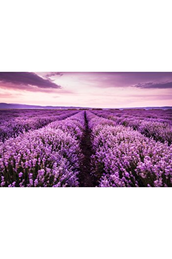 media Wallpaper Lavender7, 300 x 250 cm