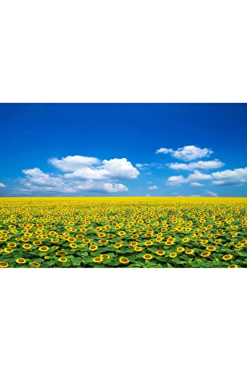 media Self-adhesive and washable wall mural Natura104, 220 x 135 cm