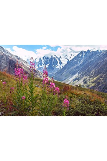 media Natura64 wallpaper, 250 x 200 cm