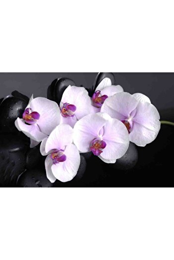 media Photo wallpaper White orchids with stones, 400 x 250 cm